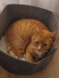 facebook-post-173414869441096_1389697489859616 image facebook-post-173414869441096_1389697489859616 Home - Dier onder Dak Dokkum