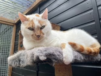 facebook-post-173414869441096_1332928735536492 image facebook-post-173414869441096_1332928735536492 Home - Dier onder Dak Dokkum