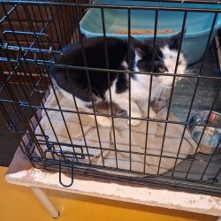 facebook-post-173414869441096_1381883343974364 image facebook-post-173414869441096_1381883343974364 Home - Dier onder Dak Dokkum