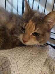 facebook-post-173414869441096_1379279907568041 image facebook-post-173414869441096_1379279907568041 Home - Dier onder Dak Dokkum