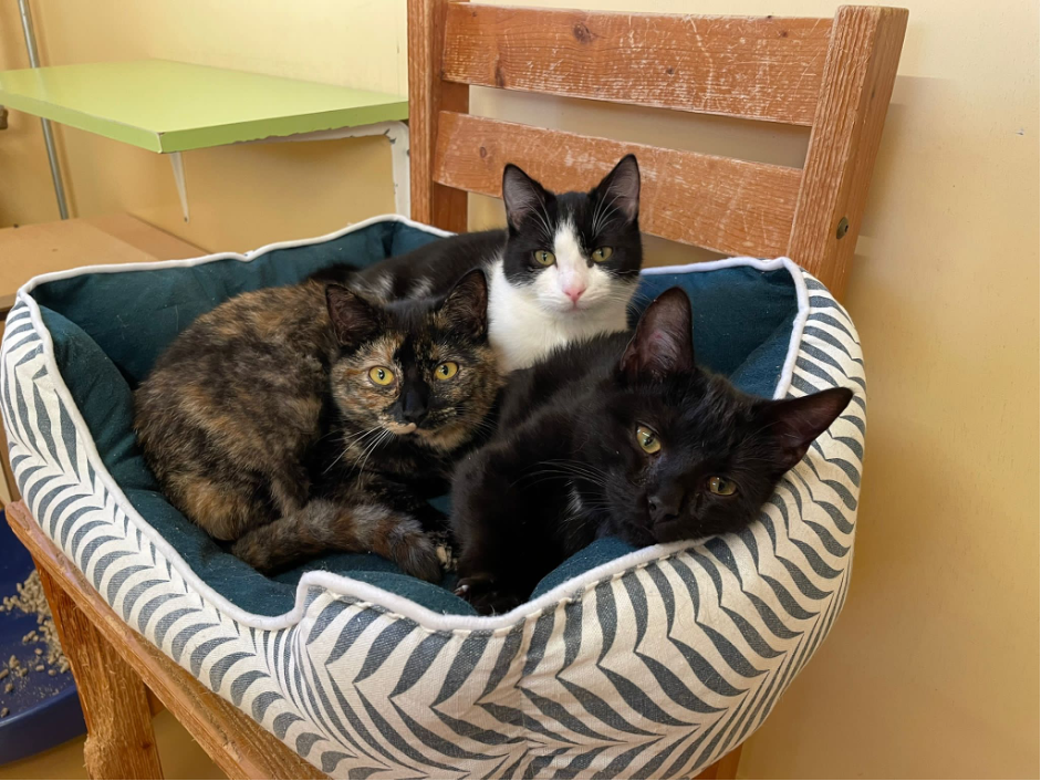 Picture%201 Organisatie & Beleid - Dier onder Dak Dokkum