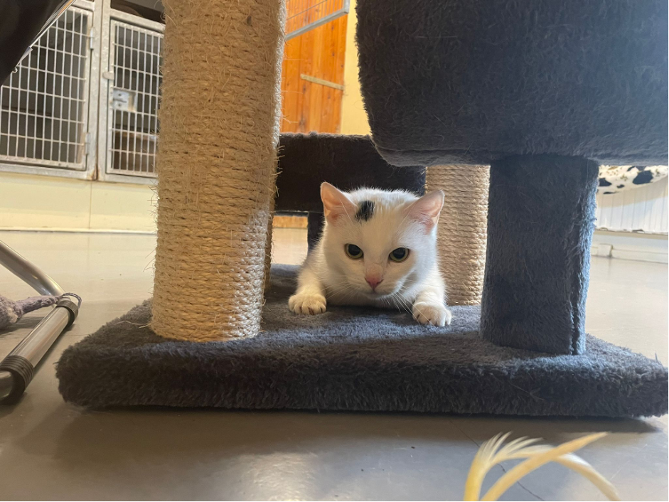 Picture%202 Organisatie & Beleid - Dier onder Dak Dokkum