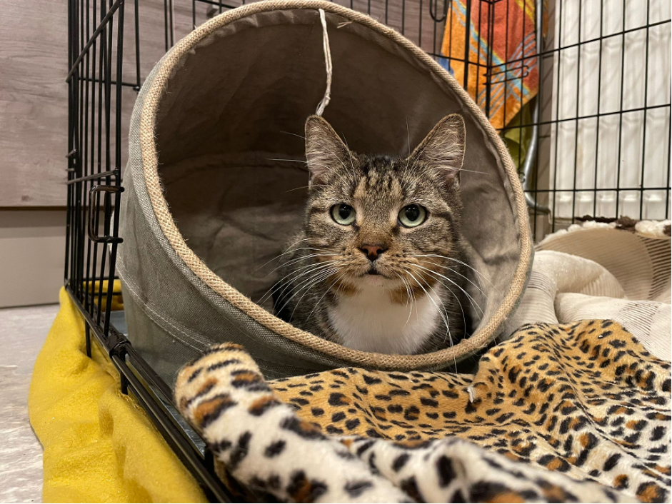 Picture%203 Organisatie & Beleid - Dier onder Dak Dokkum