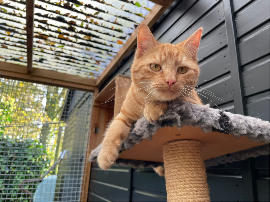 Picture%204 Organisatie & Beleid - Dier onder Dak Dokkum