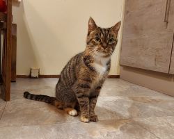 Volwassen katten