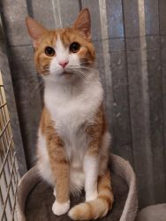 facebook-post-173414869441096_1379246257571406-2771c474 Home - Dier onder Dak Dokkum