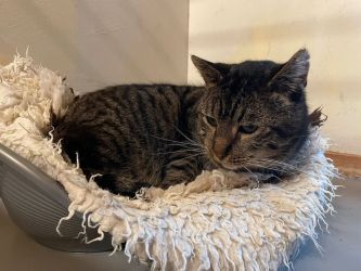 facebook-post-173414869441096_1379276900901675-3a57c809 Home - Dier onder Dak Dokkum