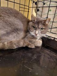 facebook-post-173414869441096_1379282427567789-6153ed4d Home - Dier onder Dak Dokkum