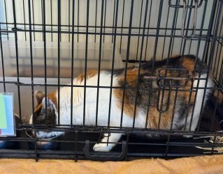 facebook-post-173414869441096_1374809334681765-6f38258d image facebook-post-173414869441096_1374809334681765-6f38258d Home - Dier onder Dak Dokkum