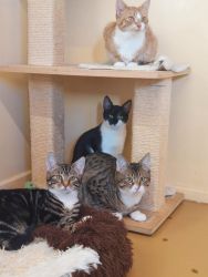 facebook-post-173414869441096_1318271133668919-8bd15995 image facebook-post-173414869441096_1318271133668919-8bd15995 Home - Dier onder Dak Dokkum