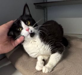 facebook-post-173414869441096_1374812181348147-8e16c738 image facebook-post-173414869441096_1374812181348147-8e16c738 Home - Dier onder Dak Dokkum