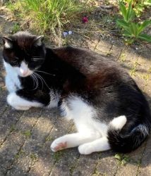 facebook-post-173414869441096_1405440478285317-b850990e Home - Dier onder Dak Dokkum