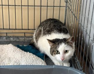 facebook-post-173414869441096_1374808881348477-e1bb6e19 image facebook-post-173414869441096_1374808881348477-e1bb6e19 Home - Dier onder Dak Dokkum