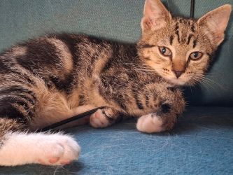 facebook-post-173414869441096_1298176892345010-1255d804 Facebook - Dier onder Dak Dokkum