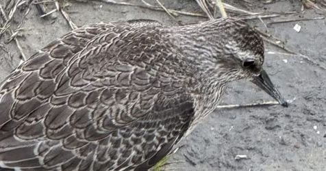 facebook-post-173414869441096_1275528034609896-1e5303fe Facebook - Dier onder Dak Dokkum