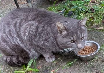 facebook-post-173414869441096_1280180367477996-27cd8f81 Facebook - Dier onder Dak Dokkum