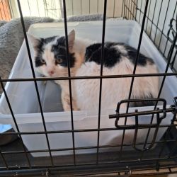 facebook-post-173414869441096_1363689469127085-36926dc9 Home - Dier onder Dak Dokkum