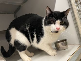 facebook-post-173414869441096_1333594892136543-4624a9da Home - Dier onder Dak Dokkum