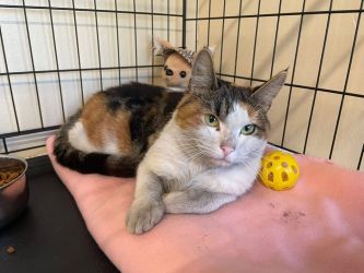 facebook-post-173414869441096_1289274366568596-78668281 Facebook - Dier onder Dak Dokkum