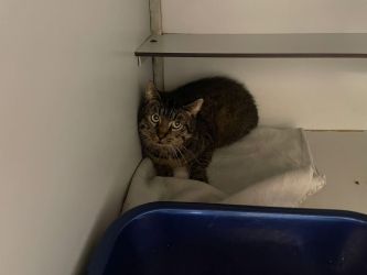 facebook-post-173414869441096_1278769240952442-bb0a677e Facebook - Dier onder Dak Dokkum