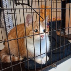 facebook-post-173414869441096_1284032657092767-e6868743 Facebook - Dier onder Dak Dokkum